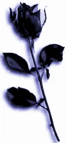 Gif animé gothique rose noire